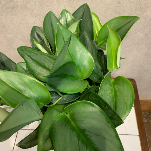 超レア スキンダプサス YUSAN ̤̮ こんにちは 今日は少し珍しい