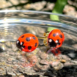 ナナホシテントウ　てんとう虫　ピアス　イヤリング 2枚目の画像