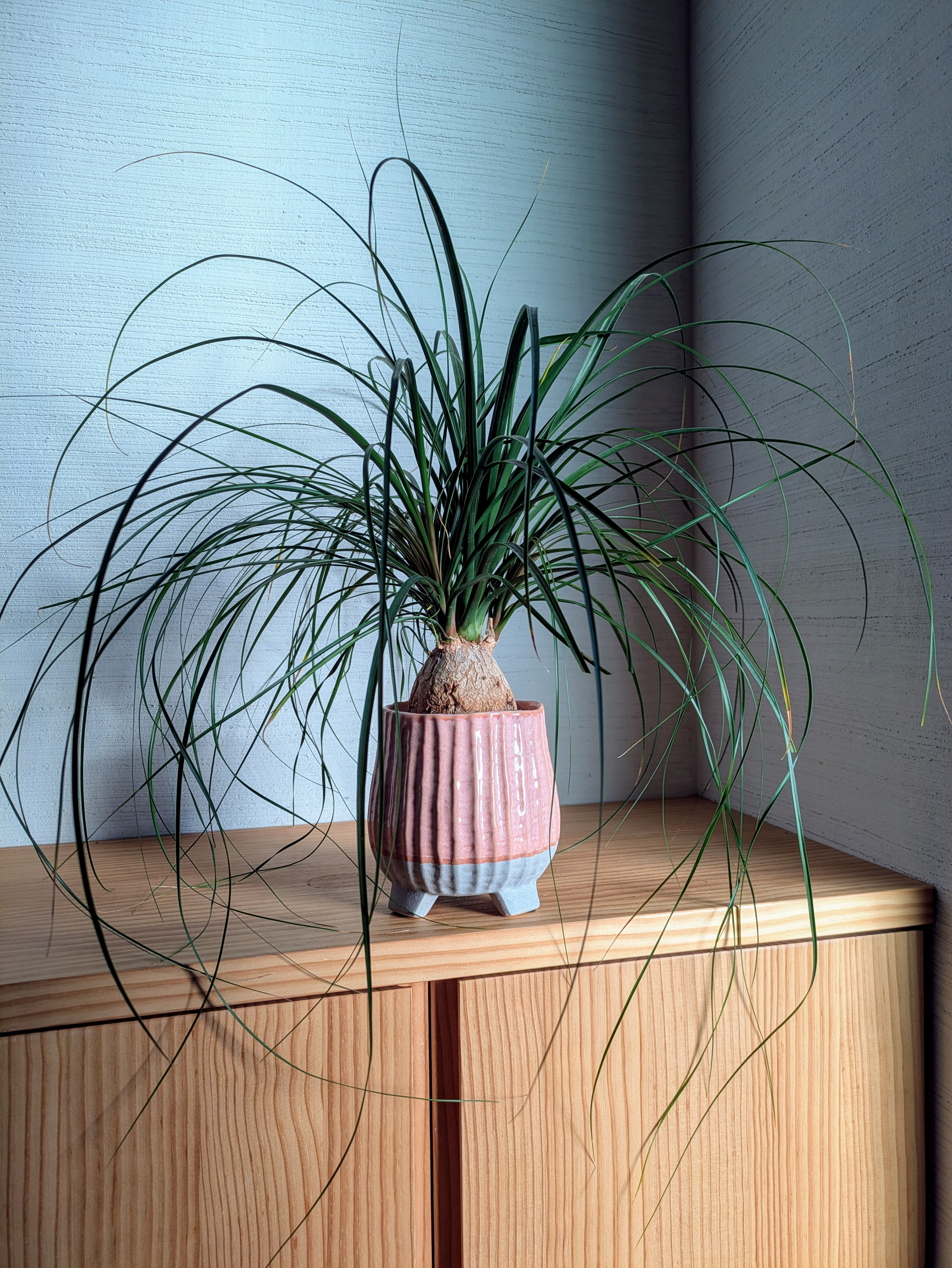 トックリラン　個性的観葉植物　お洒落　ワンポイント　盆栽風インドアグリーン　インテリア　育てやすい　かわいい鉢カバー