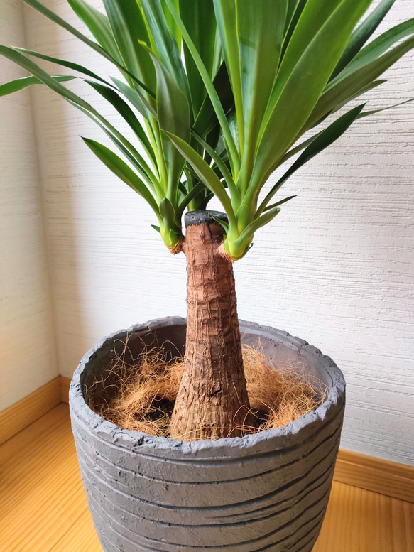 ユッカ・エレファンティペス　青年の木　鉢カバー付き　スタイリッシュ　大きめ観葉植物　インテリア　育てやすい　インパクト 3枚目の画像