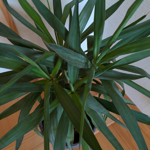 ユッカ・エレファンティペス 青年の木 鉢カバー付き スタイリッシュ