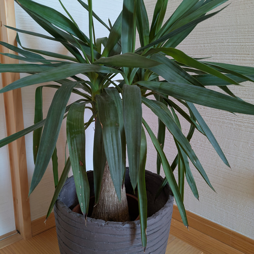 ユッカ・エレファンティペス 青年の木 鉢カバー付き スタイリッシュ