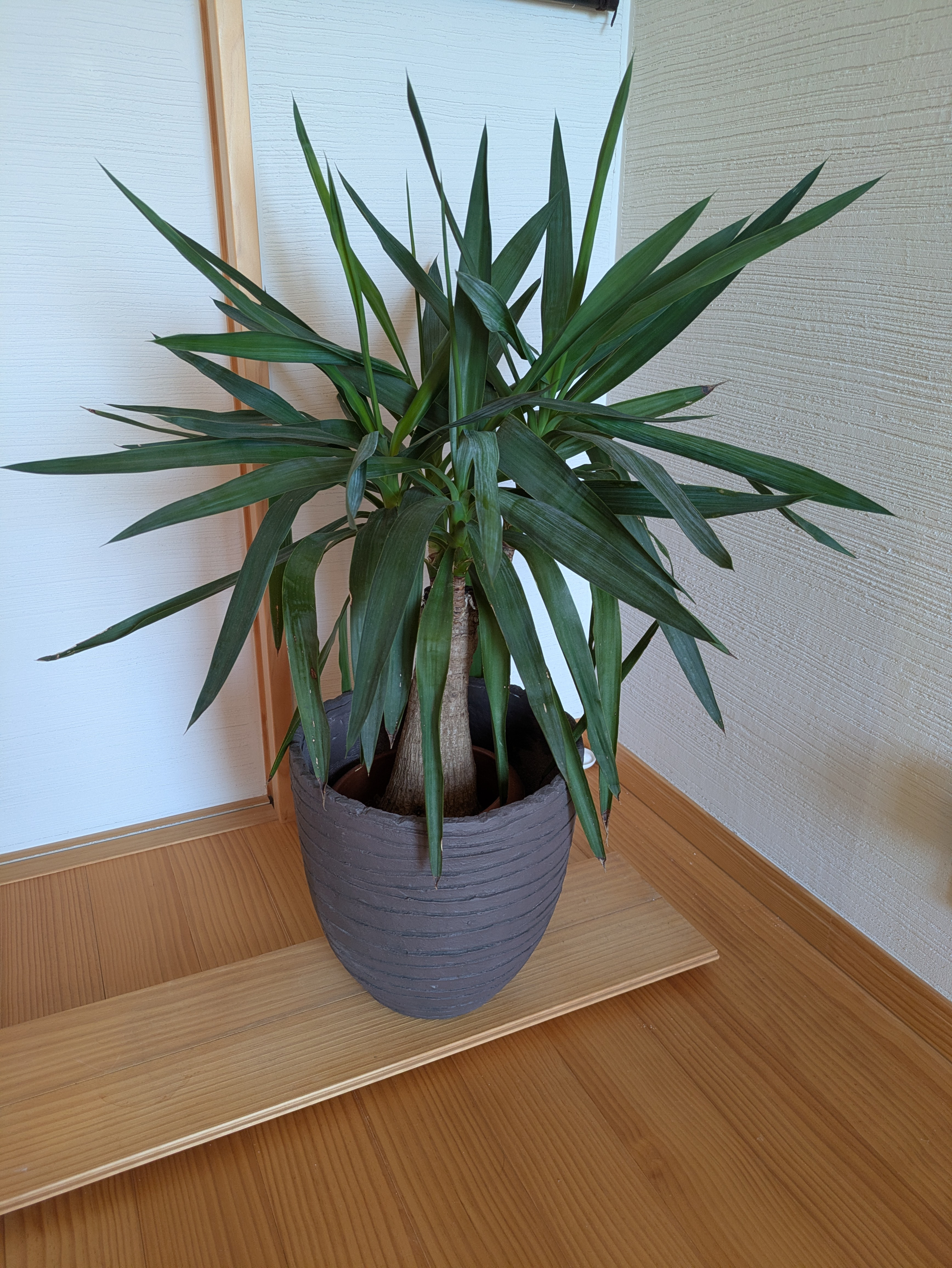 ユッカ・エレファンティペス　青年の木　鉢カバー付き　スタイリッシュ　大きめ観葉植物　インテリア　育てやすい　インパクト