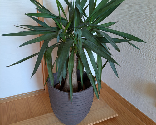 ユッカ・エレファンティペス 青年の木 鉢カバー付き スタイリッシュ