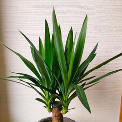 ユッカ・エレファンティペス　青年の木　鉢カバー付き　スタイリッシュ　大きめ観葉植物　インテリア　育てやすい　インパクト 5枚目の画像