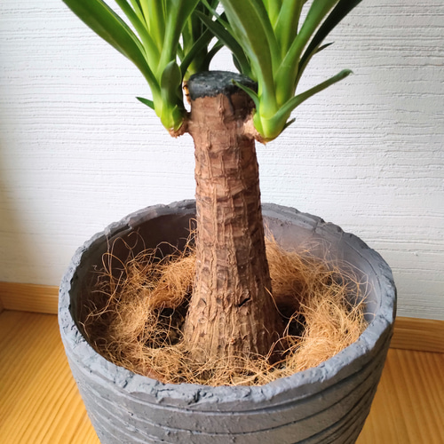 ユッカ・エレファンティペス 青年の木 鉢カバー付き スタイリッシュ