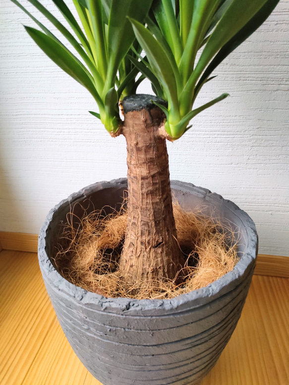 ユッカ・エレファンティペス　青年の木　鉢カバー付き　スタイリッシュ　大きめ観葉植物　インテリア　育てやすい　インパクト 4枚目の画像