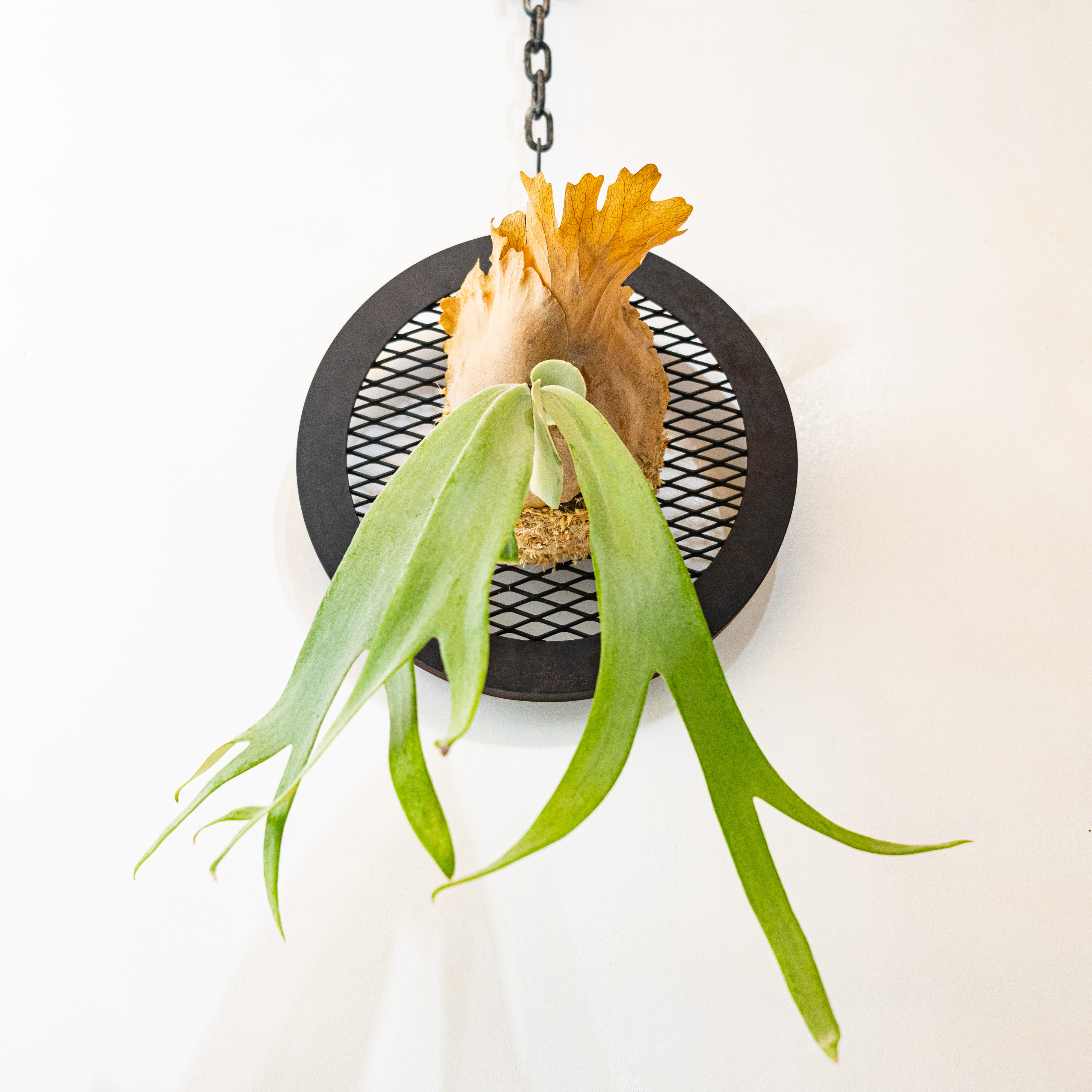 Iron flame CIRCLE [ビカクシダ アイアンフレーム  サークル] 送料無料