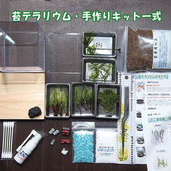 苔寺【苔テラリウム・手作りキット一式】キューブ型　母の日ギフト 2枚目の画像