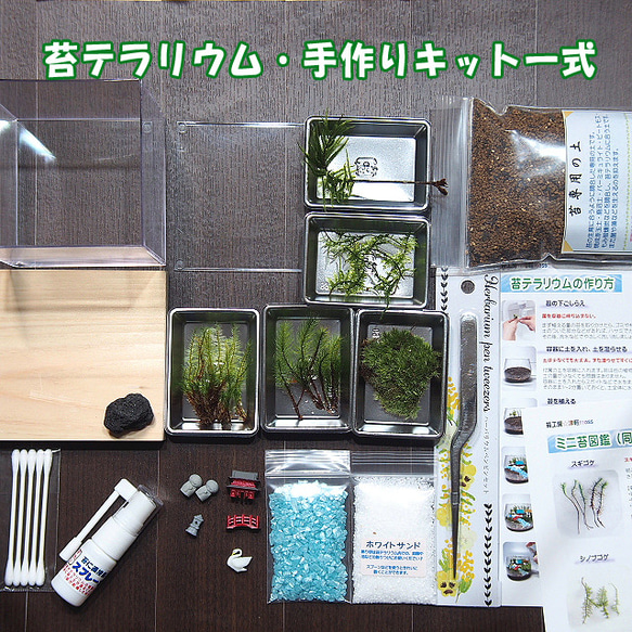 苔寺【苔テラリウム・手作りキット一式】キューブ型　母の日ギフト 2枚目の画像