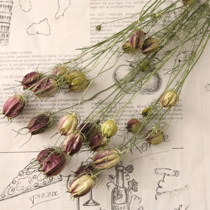 ニゲラ ドライフラワー 20本 【メール便送料無料】 ドライ