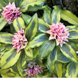 ☆花☆ bb08e85f635f4d543ee513ccb2149d