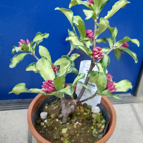 沈丁花【信濃錦A】中央に緑が入る 3色カラーが楽しめる覆輪 沈丁花【信濃錦A】中央に緑が入る 3色カラーが楽しめる覆輪