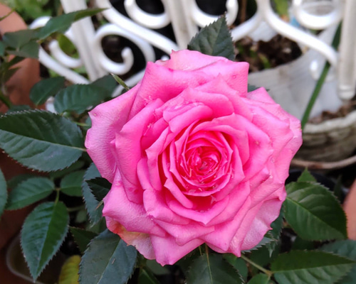 要問合せ♥️美しい薔薇空間♥️チェスト　ミニテーブル　薔薇ペイント　バラ　ローズ ハンドペイント 薔薇の5段チェスト（無くなり次第終了） | かぐ