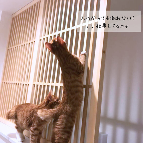 ネコちゃんを危険から守る脱走防止引き戸（2枚セット） ハウス