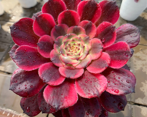 農園直売 多肉植物 寄せ植え アエオニウム属 黒金剛 （単）観葉植物