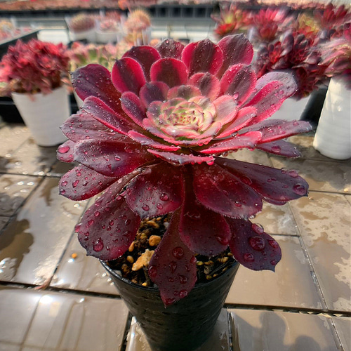 農園直売 多肉植物 寄せ植え アエオニウム属 黒金剛 （単）観葉植物