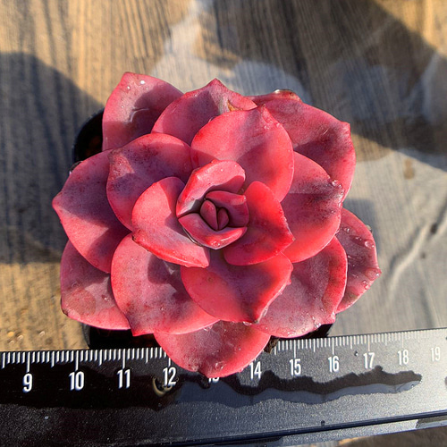 534.多肉植物 エケベリア属 赤い恋人（錦）超レア 新品種 超美苗 抜き