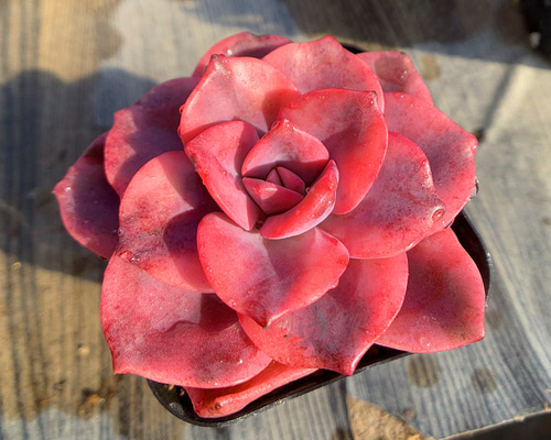 多肉植物 赤い子♡ 多肉植物 赤い子♡