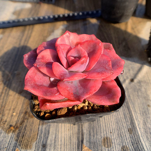 534.多肉植物 エケベリア属 赤い恋人（錦）超レア 新品種 超美苗 抜き