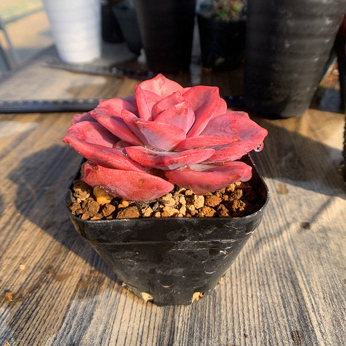 534.多肉植物 エケベリア属 赤い恋人（錦）超レア 新品種 超美苗 抜き