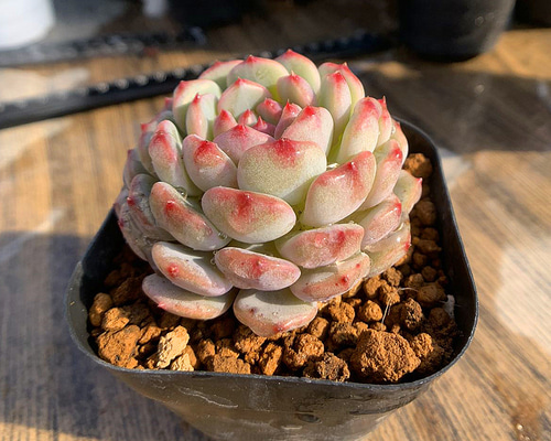 多肉植物 エボニー  抜き苗♡ エボニー×黒爪ザラゴーサ おらいさん青札 エケベリア 多肉植物 抜き苗