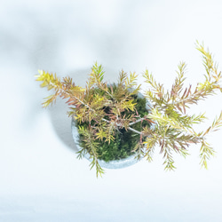 【ベランダで育てる観葉植物】シャイニングアローと苔の鉢植え／ザラっとした風合いの自作モルタル鉢／全国一律送料850円 5枚目の画像