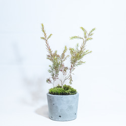 【ベランダで育てる観葉植物】シャイニングアローと苔の鉢植え／ザラっとした風合いの自作モルタル鉢／全国一律送料850円 4枚目の画像