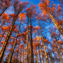 山岳風景写真 〜Colorful Trees〜（4枚セット／はがきサイズ／送料無料） 8枚目の画像