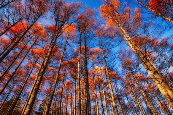 山岳風景写真 〜Colorful Trees〜（4枚セット／はがきサイズ／送料無料） 8枚目の画像