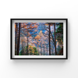 山岳風景写真 〜Colorful Trees〜（4枚セット／はがきサイズ／送料無料） 3枚目の画像