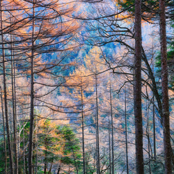 山岳風景写真 〜Colorful Trees〜（4枚セット／はがきサイズ／送料無料） 7枚目の画像