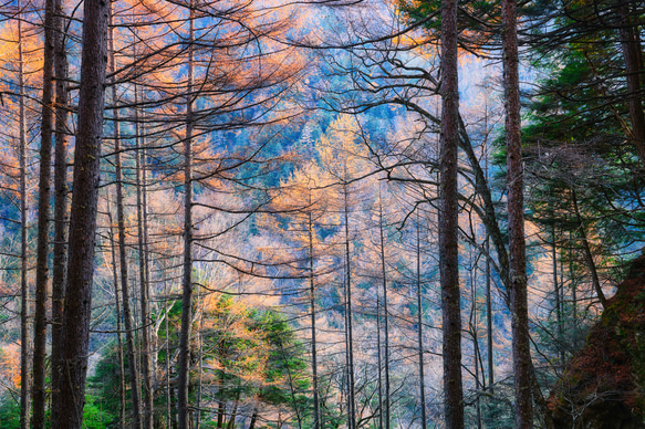 山岳風景写真 〜Colorful Trees〜（4枚セット／はがきサイズ／送料無料） 7枚目の画像