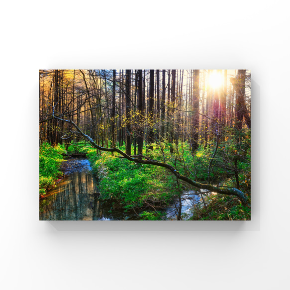 山岳風景･ポストカード 〜Colorful Trees〜（4枚セット／送料無料） 2枚目の画像
