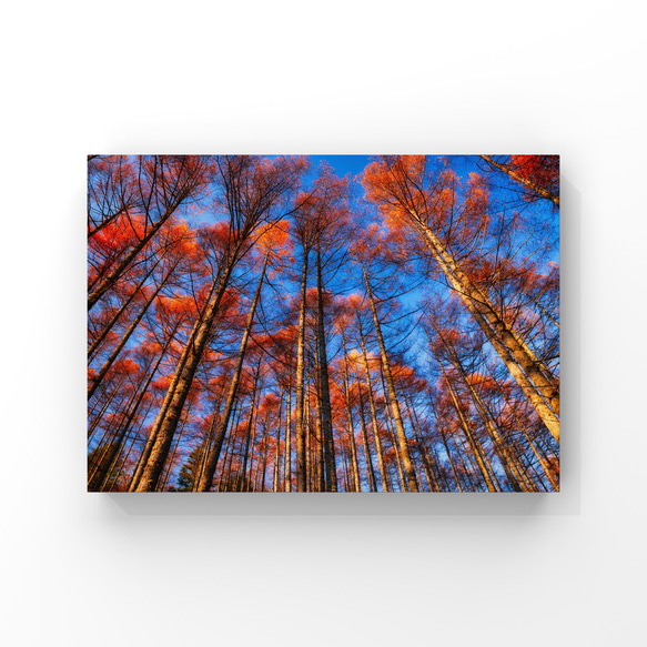山岳風景･ポストカード 〜Colorful Trees〜（4枚セット／送料無料） 4枚目の画像