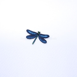 アオハダトンボ　トンボ　昆虫　蜻蛉　 dragonfly 1枚目の画像