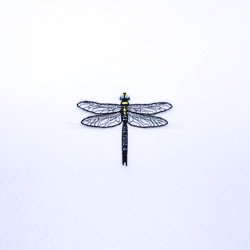 クロスジギンヤンマ　トンボ　昆虫　銀蜻蜓　 dragonfly 1枚目の画像