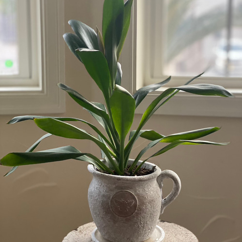 パンノキ　約110cm 観葉植物　グリーン　レア　green インテリア　ハワイ パンノキ 約110cm 鉢 観葉植物 グリーン レア green インテリア