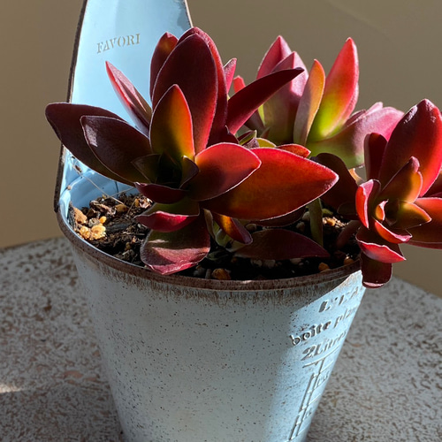 専用‼︎多肉植物^o^  カクレイ 専用‼︎多肉植物^o^ カクレイ 【公式通販】