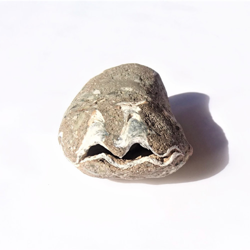 葉山産貝化石✨レア牡蠣の化石 その他インテリア雑貨 海さんぽ人