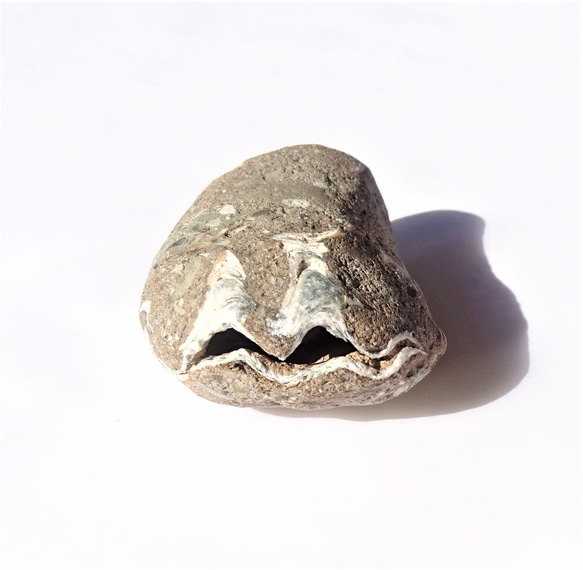 牡蠣の化石 牡蠣の化石(3) 牡蠣化石- 藏品資料- 國立臺灣歷史博物館典藏網