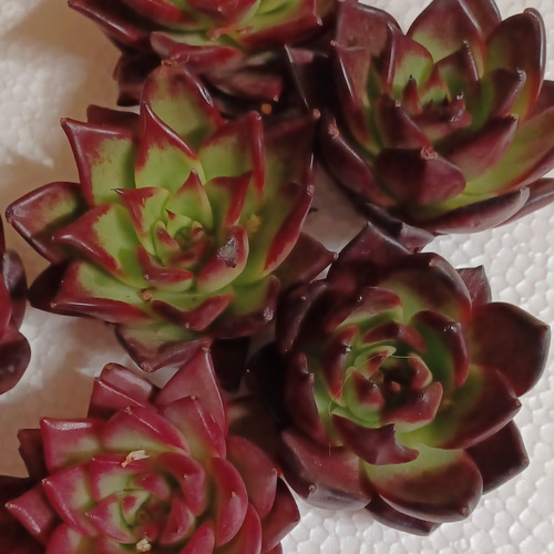 多肉植物 ロビン エケベリア 美苗 韓国苗 多肉植物 taniku－maruko