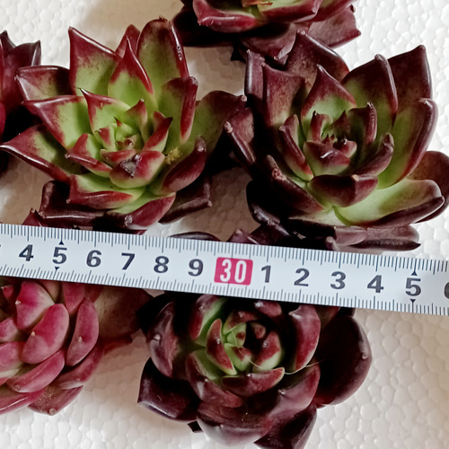 多肉植物 ロビン エケベリア 美苗 韓国苗 多肉植物 taniku－maruko