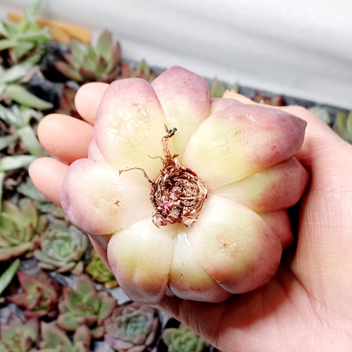 多肉植物 ロビン エケベリア 美苗 韓国苗 多肉植物 taniku－maruko