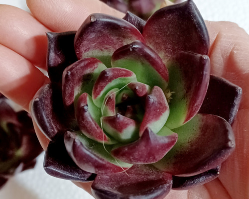 そ*い様 M509　ロビン　105苗　多肉植物 土と根付き エケベリア　韓国苗 多肉植物 ロビン エケベリア 美苗 韓国苗 多肉植物 taniku－maruko