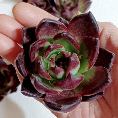 多肉植物 ロビン エケベリア 美苗 韓国苗 多肉植物 taniku－maruko