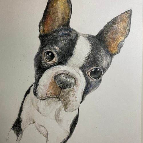 動物の色鉛筆画 イラスト あかね工房 通販 15516335｜Creema(クリーマ)