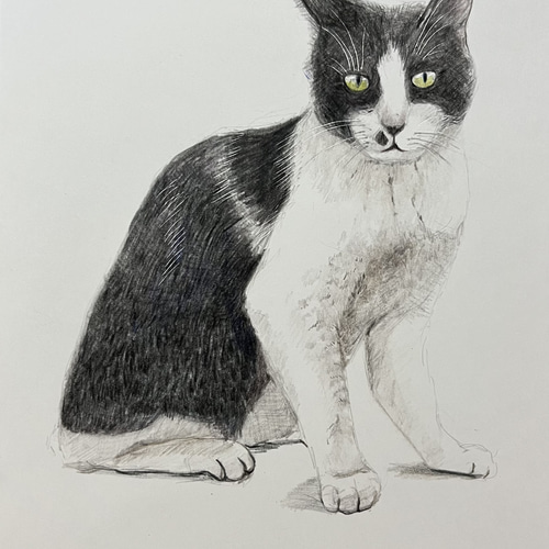 動物の色鉛筆画 イラスト あかね工房 通販 15516335｜Creema(クリーマ)