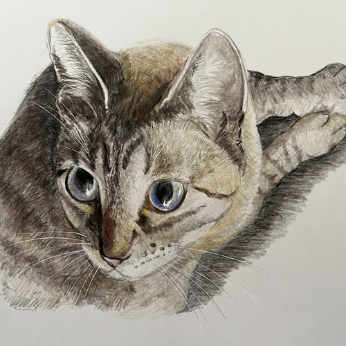 動物の色鉛筆画 イラスト あかね工房 通販 15516335｜Creema(クリーマ)