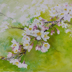 絵画　水彩画　風景画　画題「桜の花」 1枚目の画像